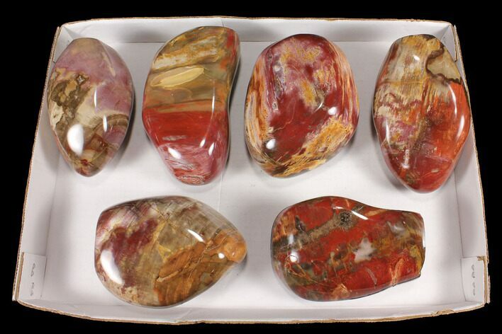 Lot: + Lbs Free-Standing, Polished Petrified Wood - Pieces #92421